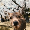 Japan - Kansai region