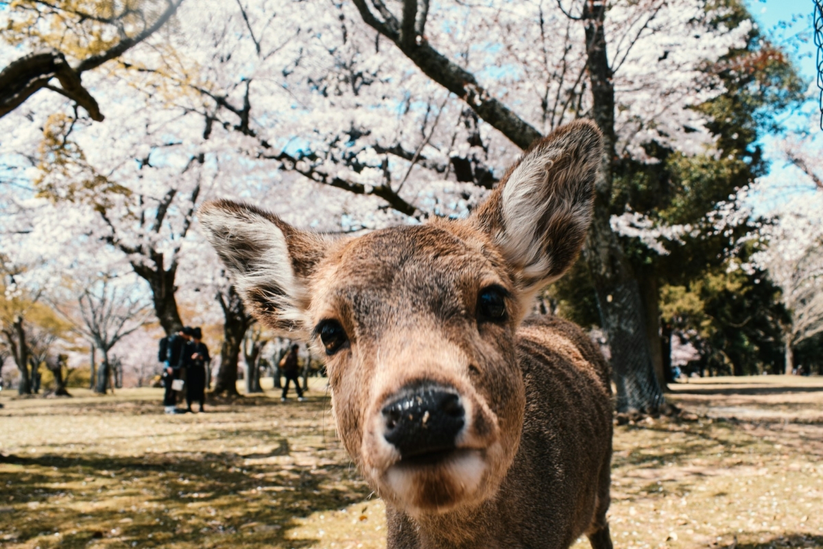 Japan - Kansai region